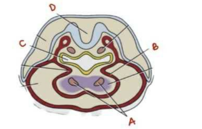 <p>Cấu trúc tạo nên màng ngoài tim ?</p><p>A. Chú thích A</p><p>B. Chú thích B</p><p>C. Chú thích C</p><p>D. Chú thích D</p>