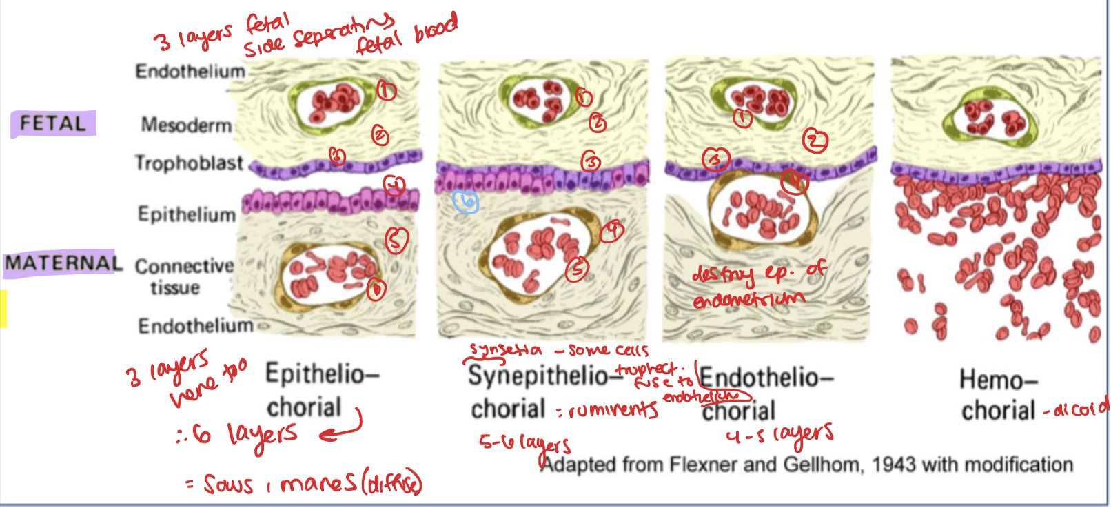 <ol><li><p>Epitheliochorial </p></li><li><p>Synepithelialchorial </p></li><li><p>Endotheliochorial </p></li><li><p>Hemochoriol </p></li></ol><p></p>