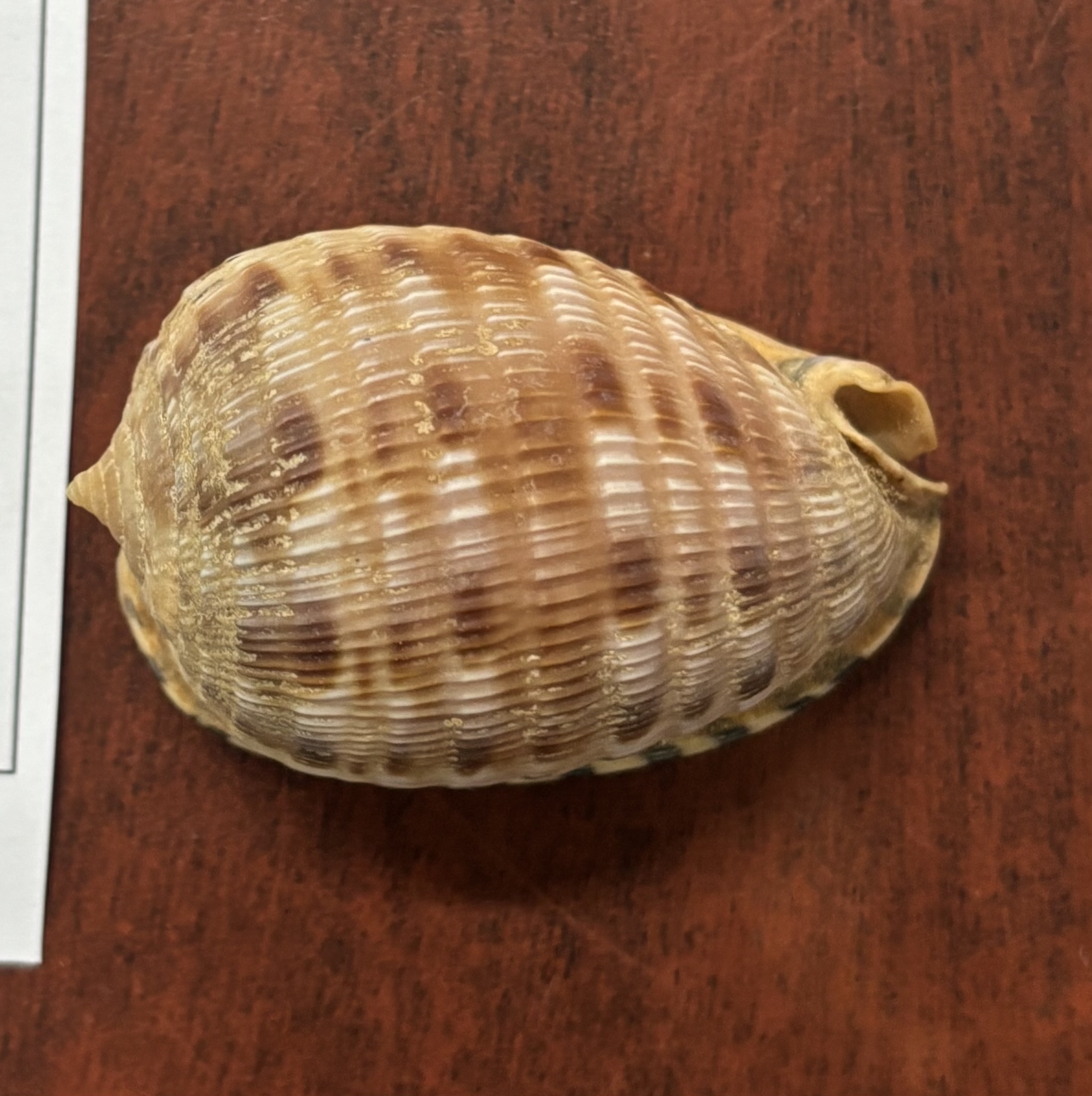 <p><strong>FILO<br>CLASE</strong><br><strong>SUBCLASE</strong><br><strong>ORDEN</strong><br><strong>FAMILIA</strong><br><strong>GÉNERO</strong><br><strong>NOMBRE COMÚN<br>CARACTERÍSTICAS</strong><br><strong>RÁDULA<br>ALIMENTACIÓN <br>HÁBITAT</strong></p>