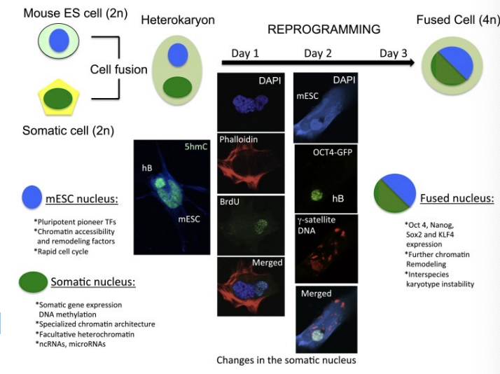<p>delineates cytoplasmic membrane</p>