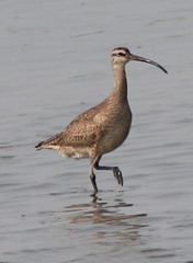 <p>A physical adaptation to living/feeding in a marine environment; a tubular nose that excretes excess salt is a key clue.</p>