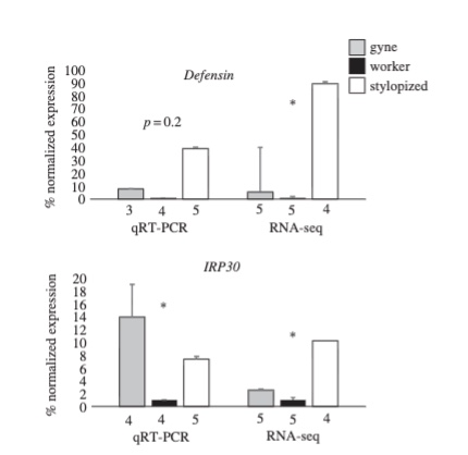 <p>compares the results of qRT-PCR and RNA-sequencing for Defensin and IRP30 </p><ul><li><p>% normalized expression is percent gene expression changed compared to worker</p></li><li><p>bottom number gives sample size</p></li></ul><p><strong>suggests the immune systems of wasps are stimulated during stylopization</strong></p><p></p>