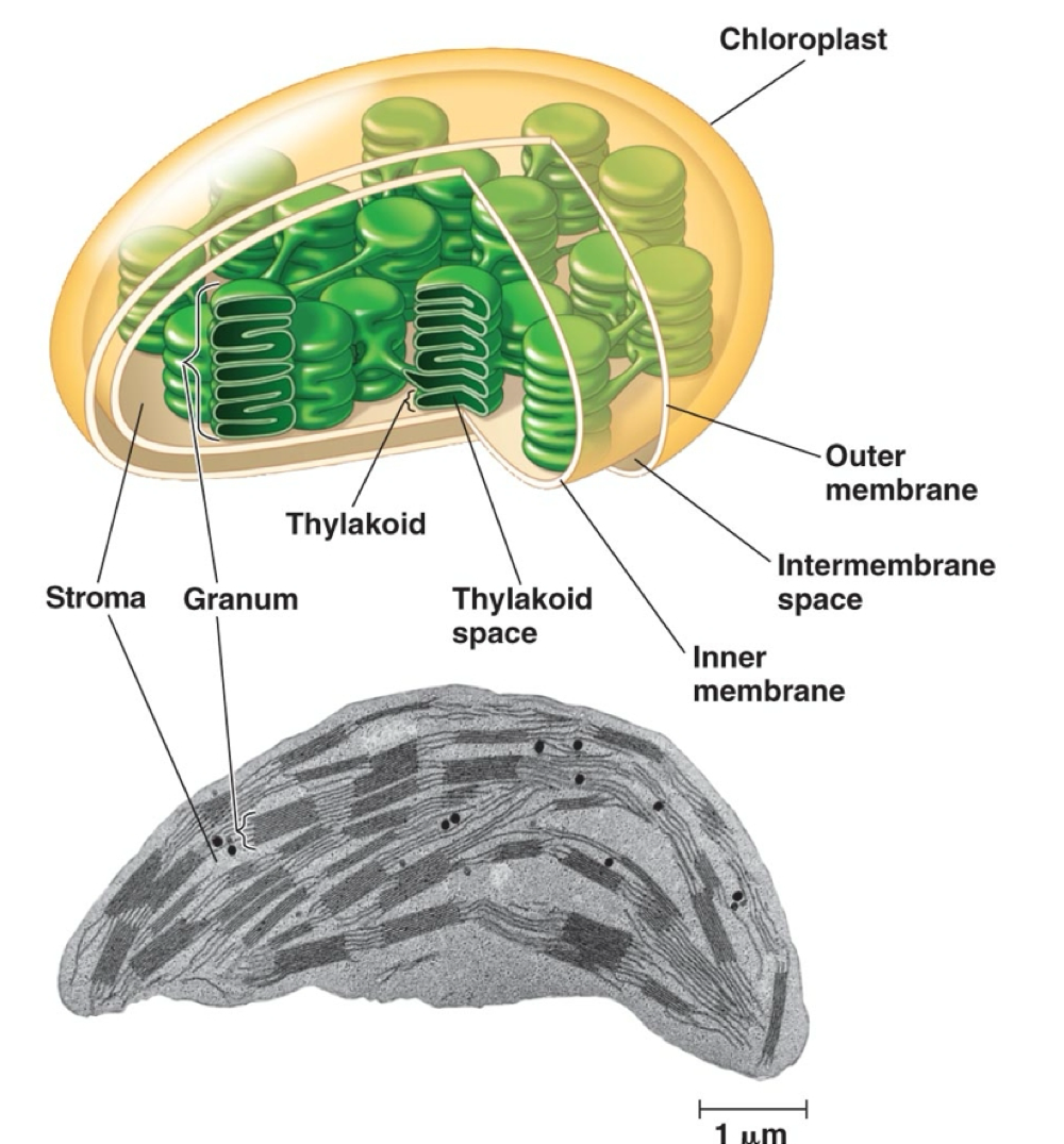 <p><strong>thylakoids</strong> of the chloroplast </p><p></p>