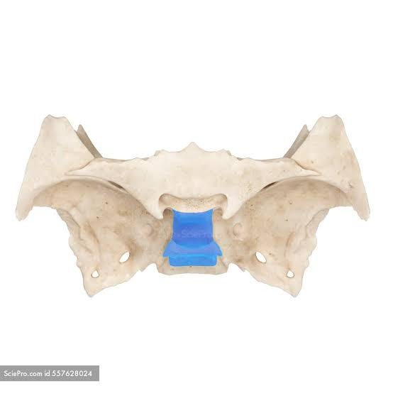 <p>Saddle shape of sphenoid</p>
