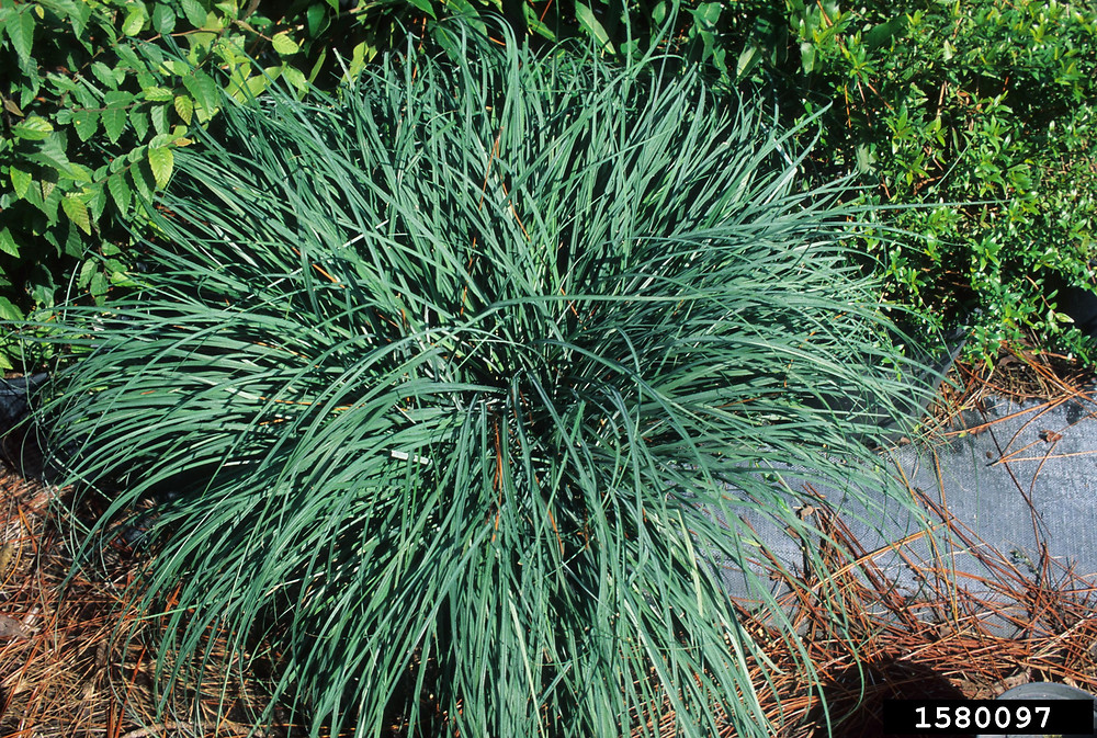 <p>Leaves grey/blue below, green above. PALE ON THE BACCA. Black inflorescence towards end of summer</p>
