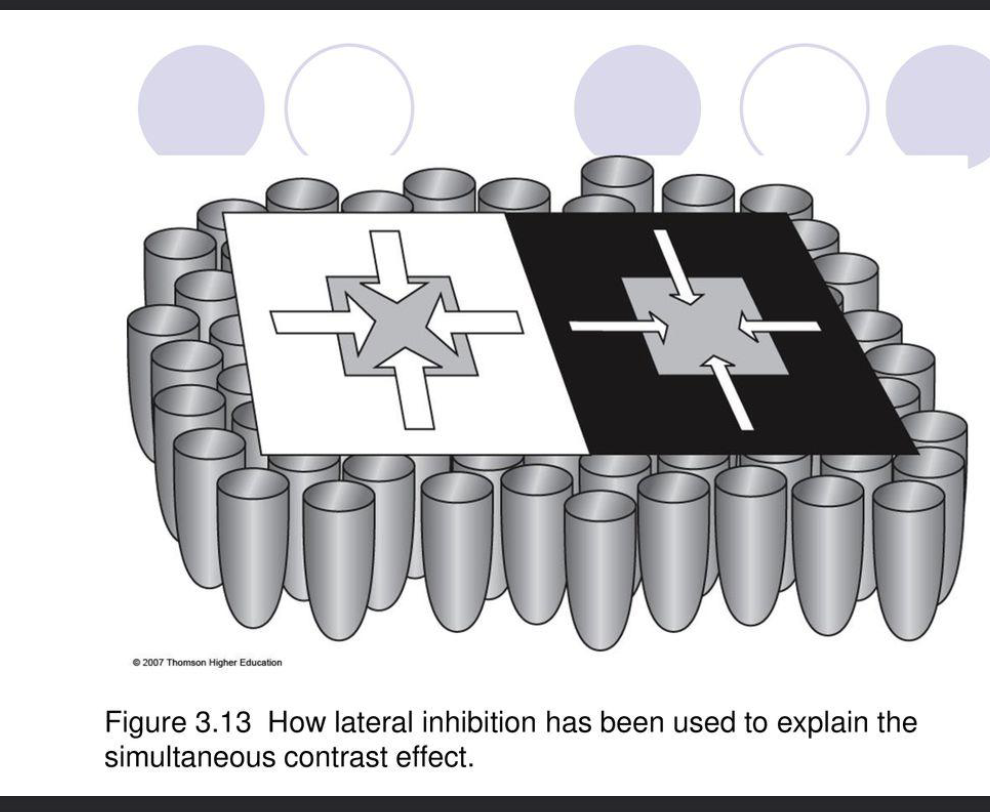 <p>The size of an arrow indicates the amount of LATERAL INHIBITION inhibition. Because the square on the left receives more INHIBITION, it appears darker.</p>