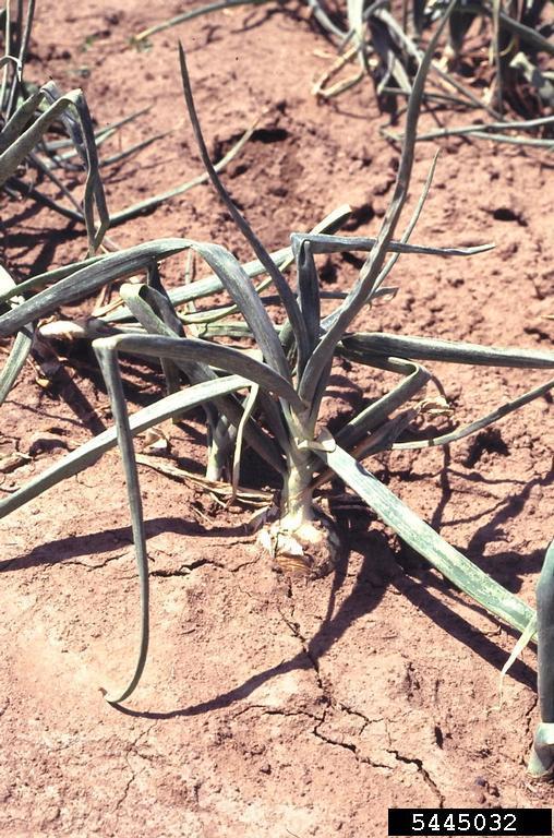 <ol><li><p>Onion plant</p></li><li><p>Thrip</p></li><li><p>Thysanoptera</p></li></ol><p></p>