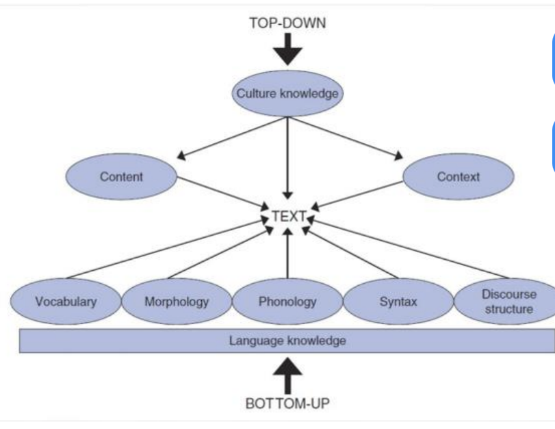 <p><strong>Bottom-up Model: </strong></p><ul><li><p>from part to whole </p></li><li><p>letters → words → paragraphs → sentences → text </p></li><li><p>focus on text and relies on sensory information </p></li></ul><p></p><p><strong>Top-down Model: </strong></p><ul><li><p>from whole to part </p></li><li><p>reader with expectations and schemata </p></li><li><p>background knowledge </p></li><li><p>focus on the reader </p></li></ul><p></p><p><strong>interactive Model: </strong></p><ul><li><p>combination Bottom-up and Top-down processing </p></li></ul><p></p>