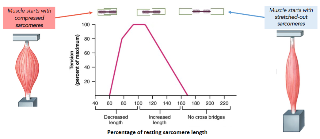 <p><span style="background-color: transparent;">Muscles produce </span><span style="color: yellow;">maximum tension</span><span style="background-color: transparent;"> when they are excited while at an </span><span style="color: yellow;">intermediate sarcomere length</span></p>