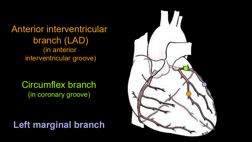 <ul><li><p>anterior interventricular branch (left anterior descending aka LAD) in the anterior interventricular groove</p></li><li><p>circumflex branch (in coronary groove)</p></li><li><p>left marginal branch </p></li></ul><p></p>