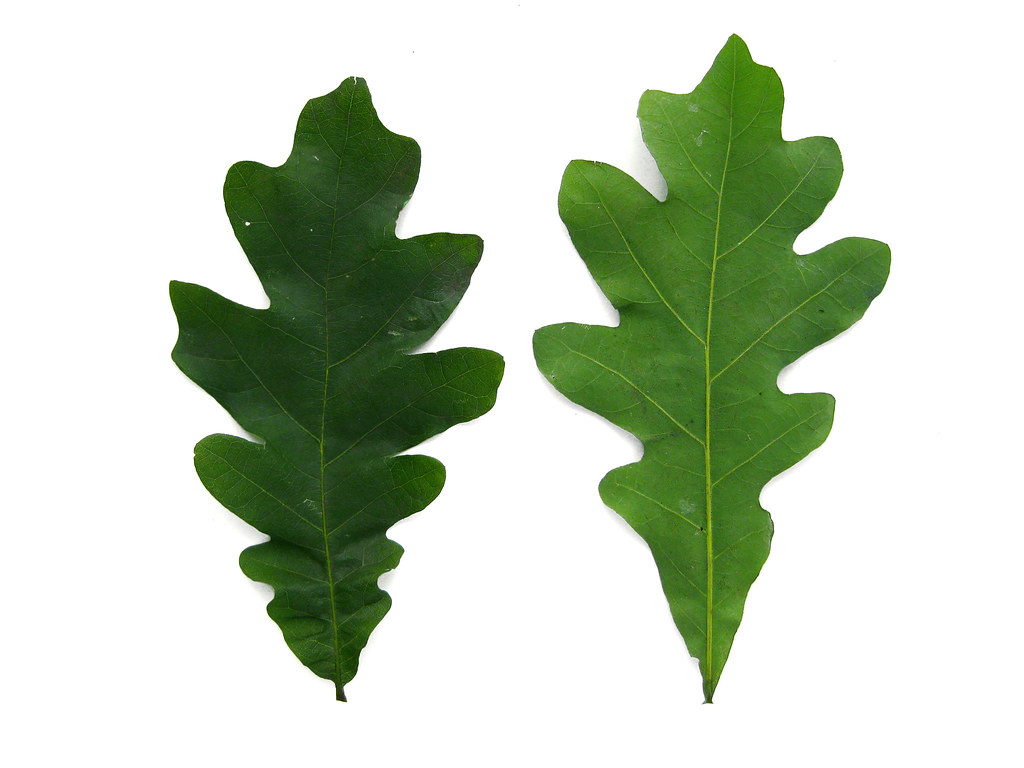 <ul><li><p>acorns w bumpy caps</p></li><li><p>light bark that peels</p></li></ul><p></p>