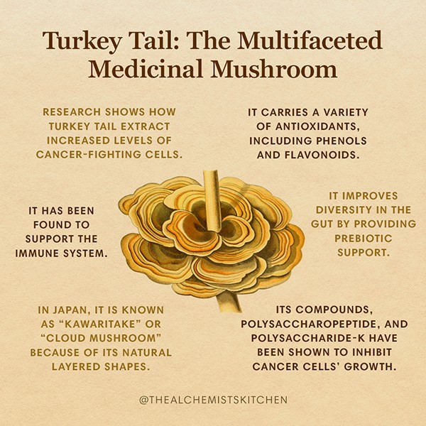 <p>Turkey Tail (mushroom)</p>
