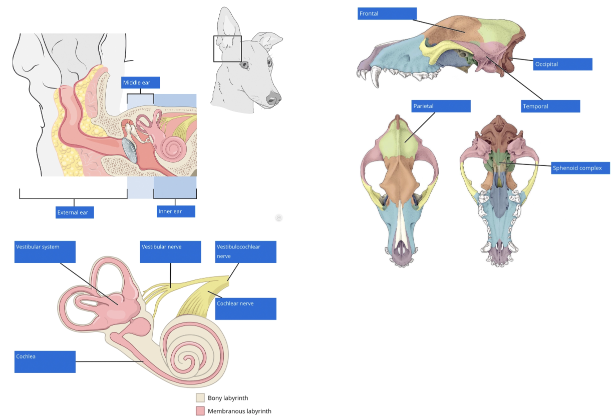 <p><u>Structure:</u></p><ol><li><p><strong>Peripheral vestibular system</strong> = Vestibular receptors within the inner ear + vestibular component of the vestibulocochlear nerve (CN VIII)</p></li><li><p><strong>Central vestibular system</strong> = Vestibular nuclei within the brain stem + vestibulocerebellum</p><ul><li><p>Some axons leave CN VIII → Caudal cerebellar peduncle → Fastigial nucleus in cerebellum</p></li><li><p><u>Function of vestibulocerebellum:</u> Feedback loop for regulation of balance and posture</p><ul><li><p>Some cerebellar neurons travelling through the caudal cerebellar peduncle INHIBIT vestibular nuclei (interruption of this inhibitory pathway → PARADOXICAL vestibular syndrome)</p></li></ul></li></ul></li></ol><p><u>Location:</u> <strong>Inner ear located</strong> in the <strong>petrous temporal bone</strong></p><ul><li><p>Cochlear nerve + vestibular nerve → Vestibulocochlear nerve (CN VIII)</p><ul><li><p>2 axons of the vestibulocochlear nerve separate at the brainstem to travel to their respective nuclei</p></li></ul></li></ul><img src="https://assets.knowt.com/user-attachments/11d915f3-41e2-409a-b153-e0f33f764ec9.png" data-width="75%" data-align="center"><p></p>