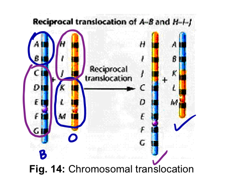 <ol start="4"><li><p><mark data-color="yellow" style="background-color: yellow; color: inherit;">Translocation</mark> </p></li></ol><ul><li><p><u>movement of a chromosomal segment</u> to a <u>new location</u> in the genome </p></li><li><p><strong>reciprocal translocation</strong> involves the exchange of segments <u>between 2 non-homologous chromosomes</u></p></li><li><p>genetic consequences of a reciprocal translocation are similar to inversions </p></li><li><p>genetic information is not lost or gained —> rearrangement of genetic material </p></li><li><p>may produce position effect (may realign certain genes in relation to other genes) </p></li></ul><p></p>