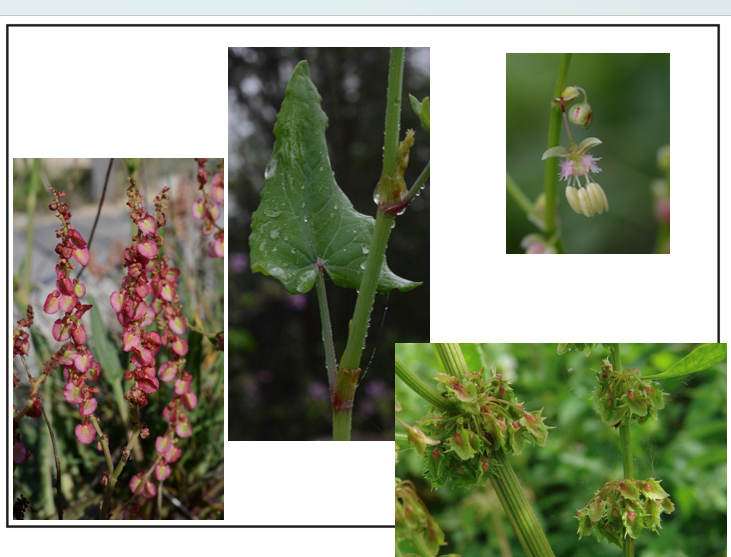 <p><span>Polygonaceae</span></p>