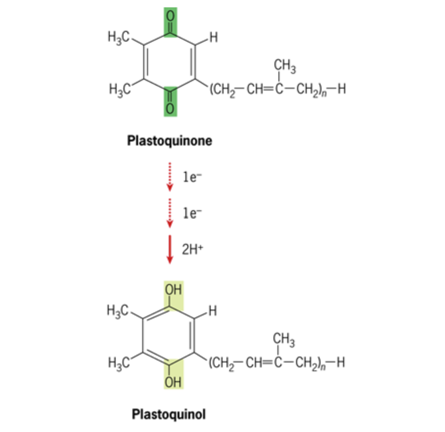 <ul><li><p>PQ<sub>A </sub>transfers its electron to a second plastoquinone (PQ<sub>B</sub>) to produced a semireduced form of the molecule, plastoquinol (PQ<sub>B-</sub>) that remain firmly bound to the D1 protein</p></li><li><p>with each of these transfers, the electron moves closer to the stromal side of the membrane </p></li></ul><p></p>