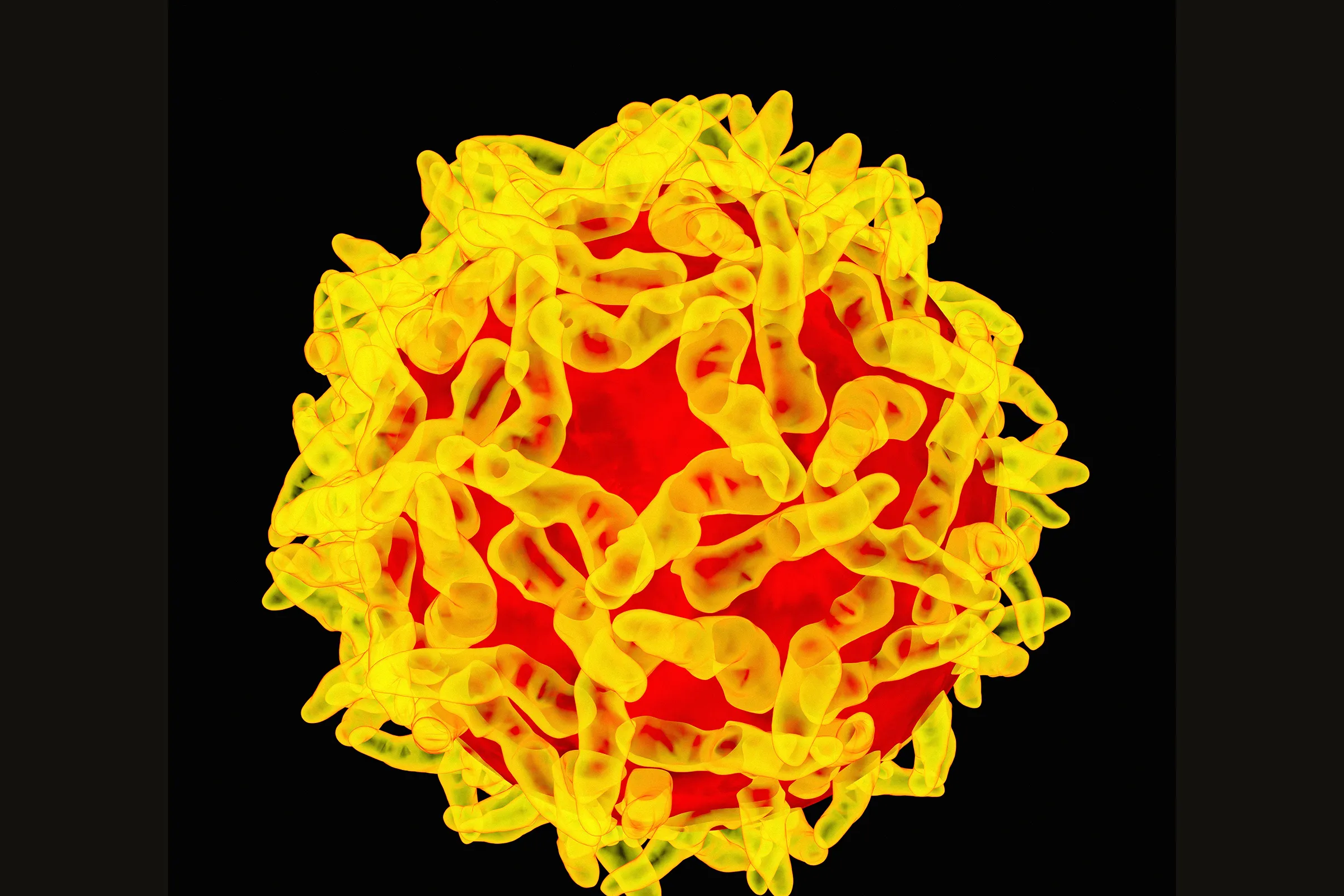<p>Yellow fever</p>