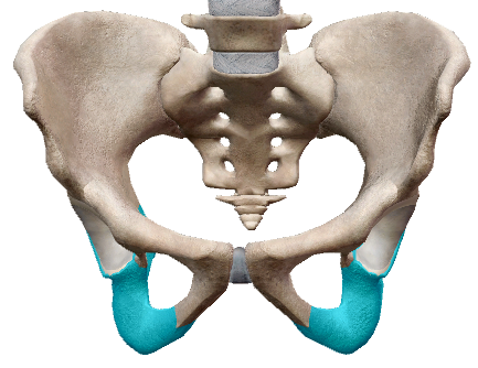 <p><span style="background-color: transparent;">Identify the bone of the appendicular skeleton</span></p>