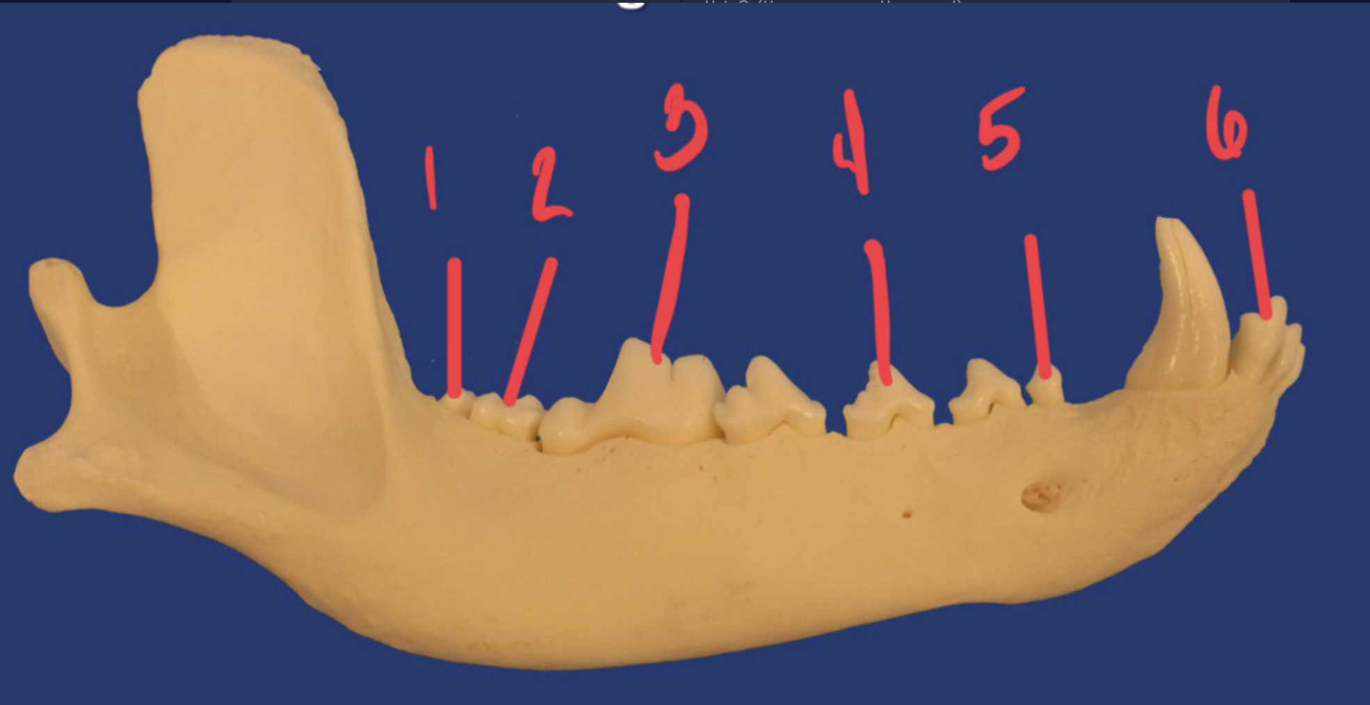 <p>What is the number according to the triadan system for 5? How many roots does it have and what animal is this?</p>