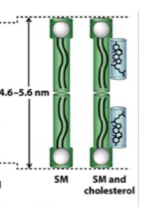 <p>longer, more saturated hydrocarbon chains - tighter packing </p>