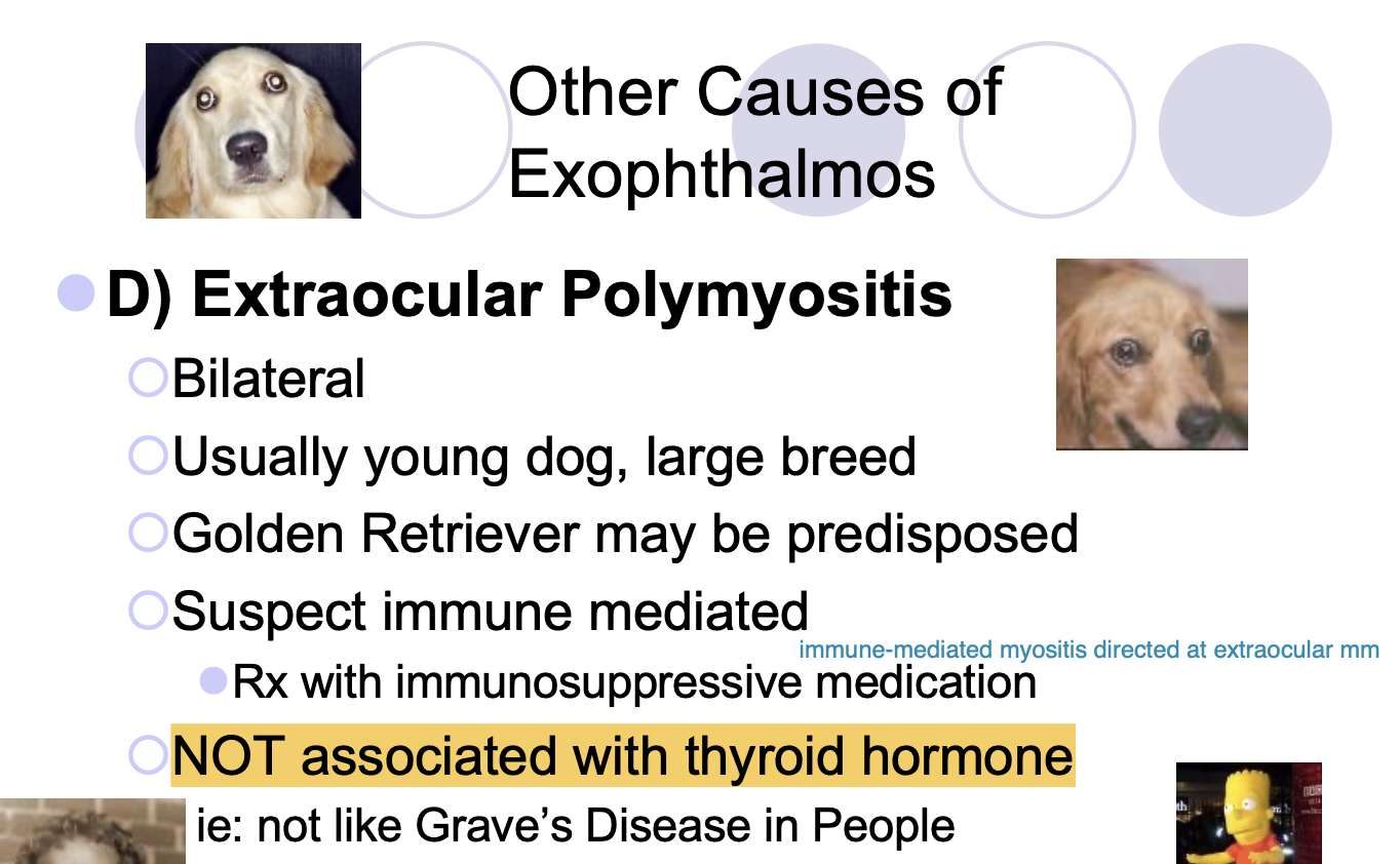 <p>bilateral, usually young, large breed dog</p><p>golden retriever may be predisposed</p>