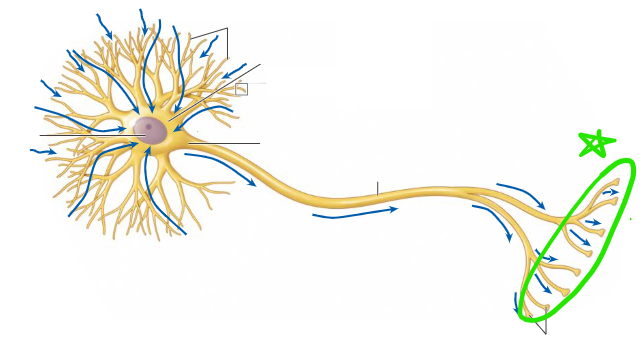 <p>Output zone of neuron, releases neurotransmitters</p>