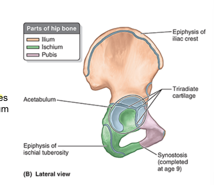 <ul><li><p>fusion of 3 bones</p><ul><li><p>ilium</p></li><li><p>ischium</p></li><li><p>pubis</p></li></ul></li><li><p>all 3 hip bones contrib to acetabulum</p></li></ul><p></p>