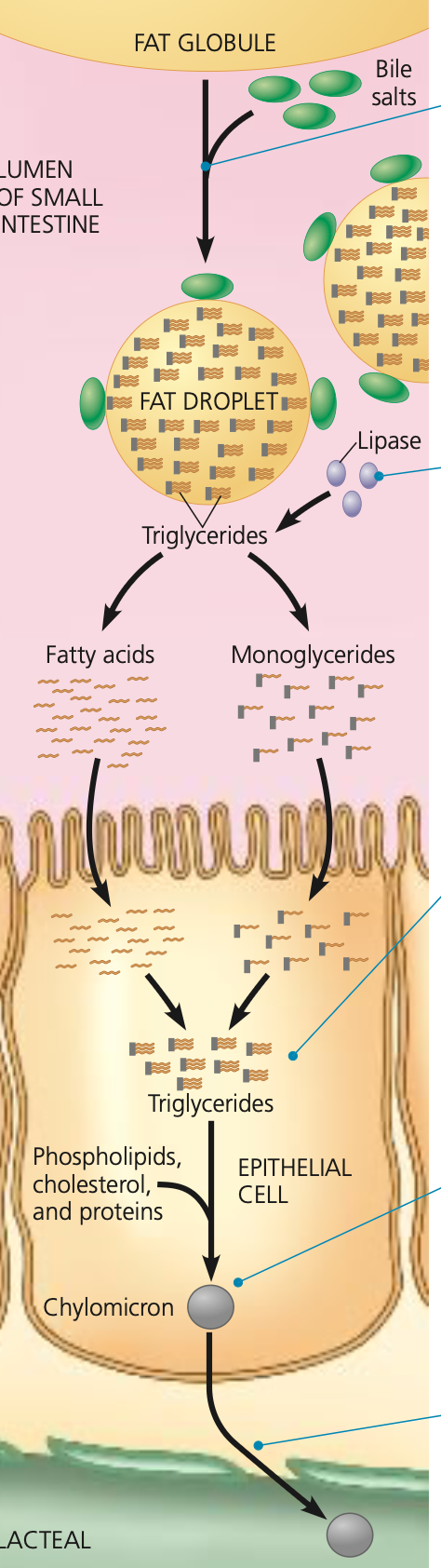 <p>All the fat that is not absorbed by the small intestine forms are absorbed later by epithelial cells and recombined into triglycerides. They are then coated with phospholipids, cholesterol, and proteins, forming globules into something called <strong>chylomicrons</strong>.</p><p></p><p><strong>Chylomicrons</strong>are are then transported to the lymph to form part of the lymphatic system where they eventually are transported into veins which bring them to the heart to be pumped around. </p>