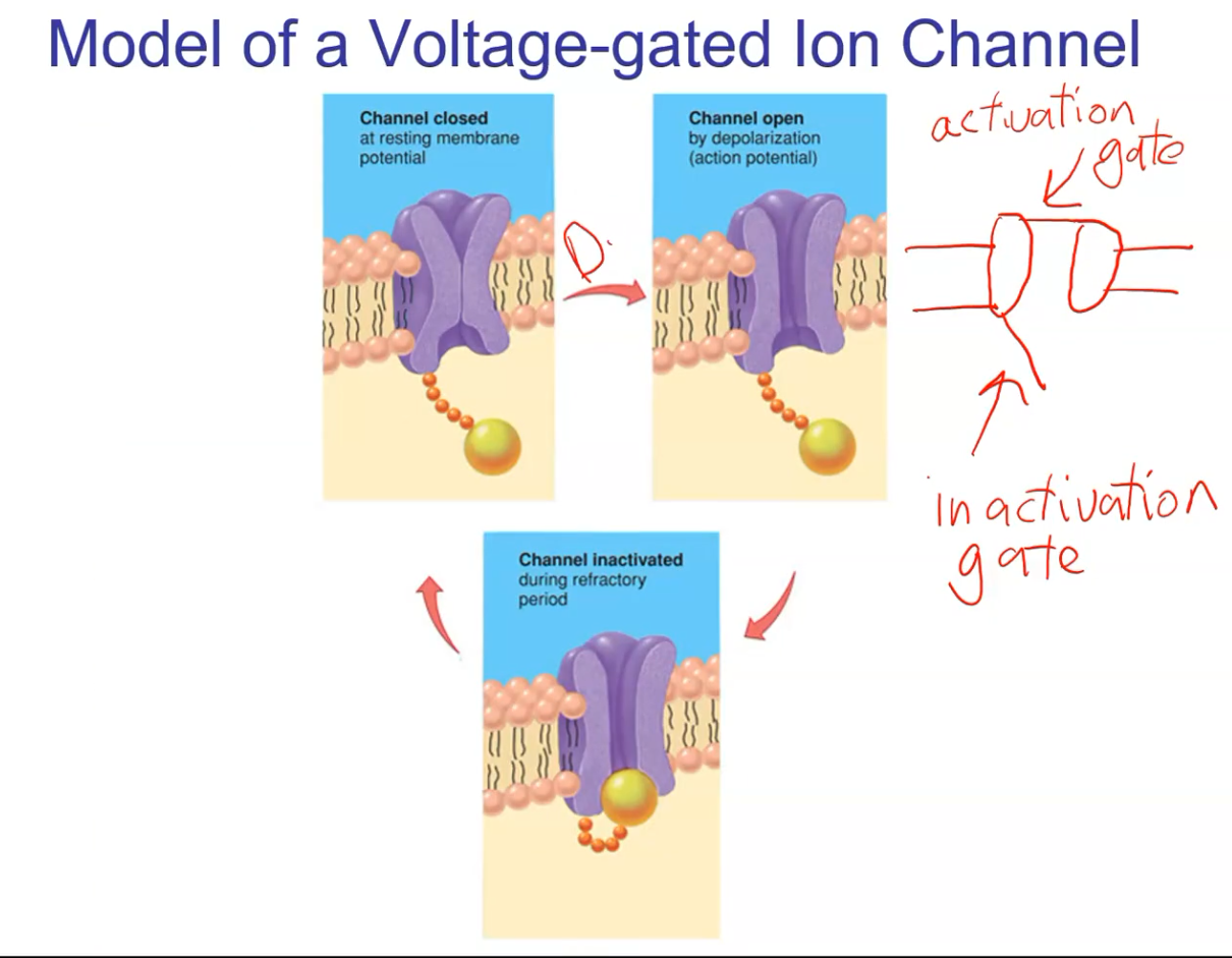 <ol><li><p>Activation gate: closed<br></p></li><li><p>Inactivation gate (the "ball and chain"): open</p></li></ol><p></p>