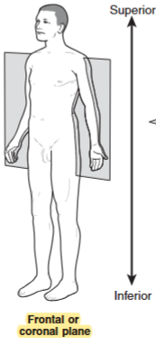 <p>Divides the body into front and back sections</p>