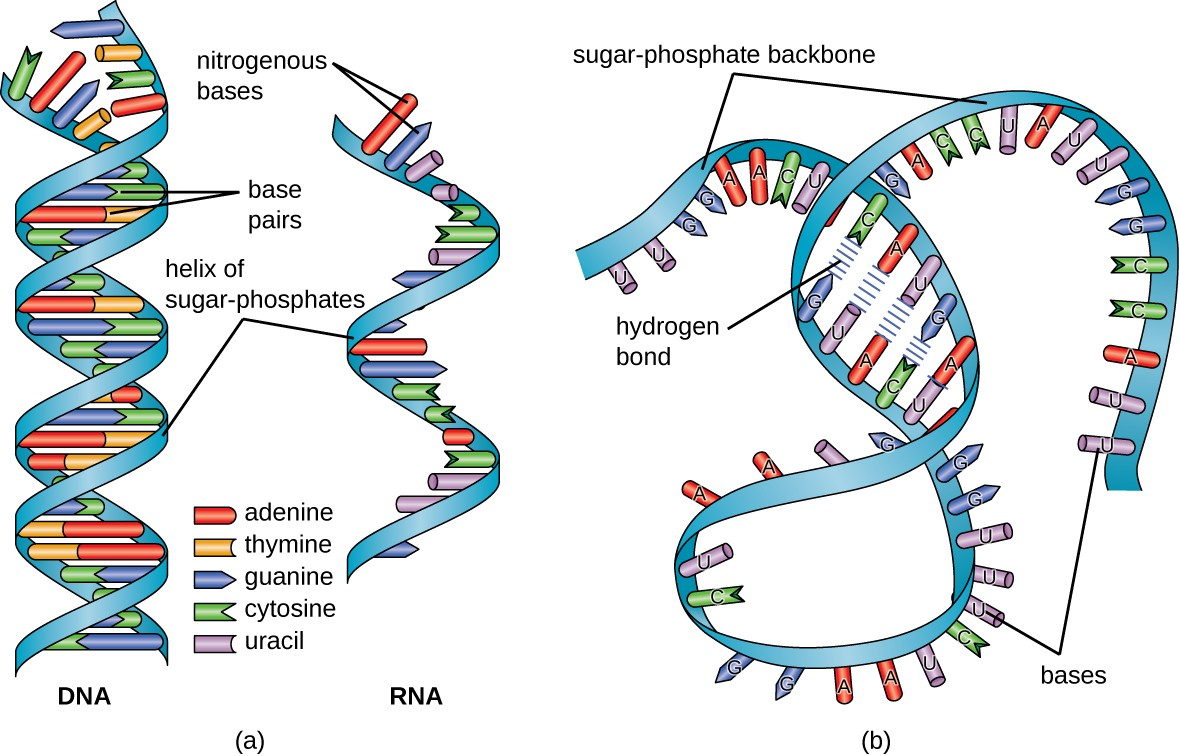 <ul><li><p>single stranded, have uracil instead of thymine</p></li><li><p>made up of ribose</p></li><li><p>RNA folds upon itself, folds stabilized by short areas of complementary base pairing within the molecule, forming a 3D structure</p></li><li><p>mRNA and tRNA used in protein synthesis</p><ul><li><p>tRNA connects to mRNA to make codons to then make amino acids → proteins</p><ul><li><p>tRNA single stranded, intracellular base pairing, 3D shape</p></li></ul></li></ul></li></ul><p>3 bases- codon = 1 amino acid</p><p>tRNA- anticodon</p>
