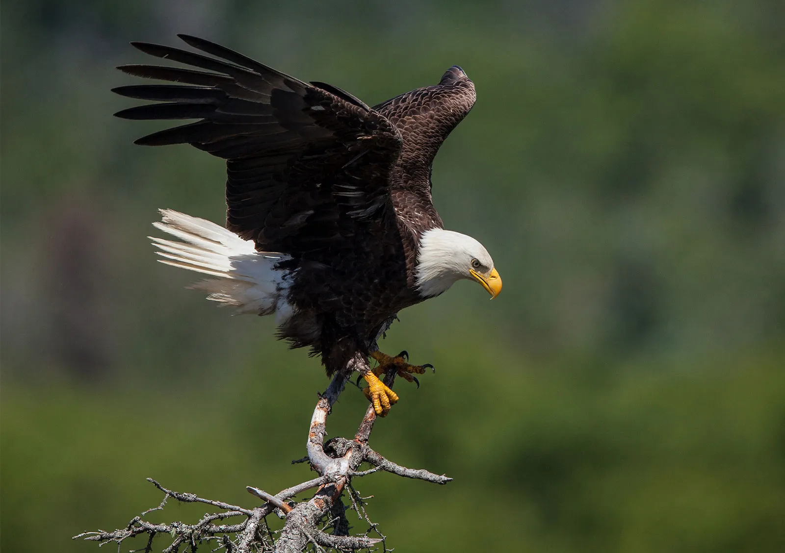 <p>Bald Eagle</p>