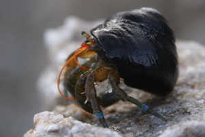<p>blue-banded hermit crab</p>