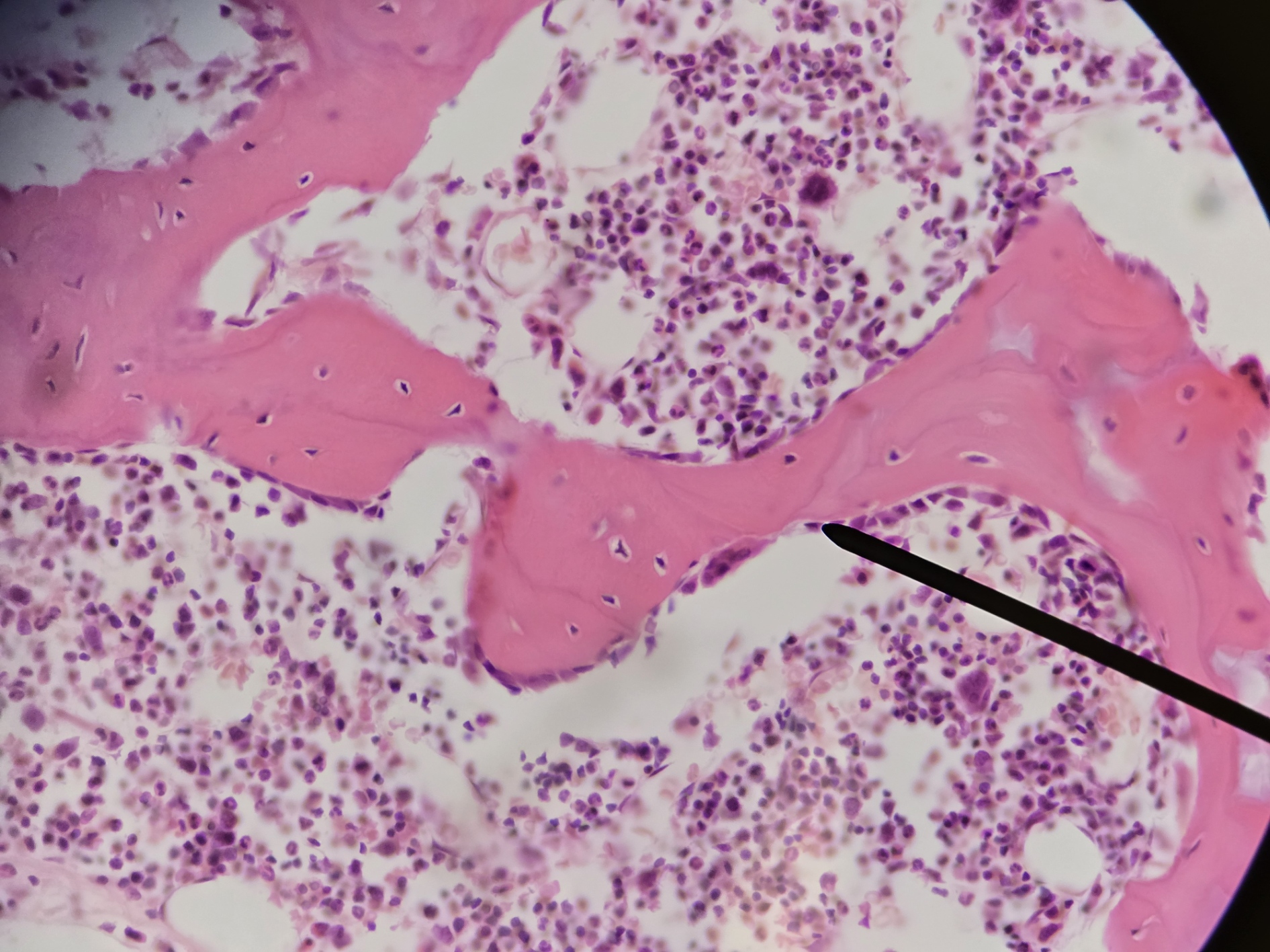 <p>Name Cell/Name Cell and its Function</p>