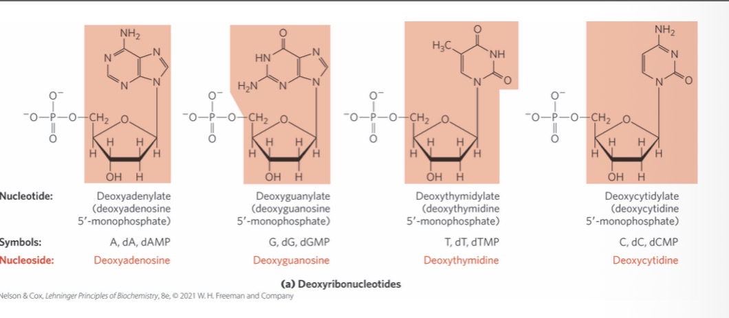<p><span>structural units of DNA</span></p><p><span>also called deoxyribonucleoside 5′-monophosphates, deoxynucleotides, and deoxynucleoside triphosphates</span></p>