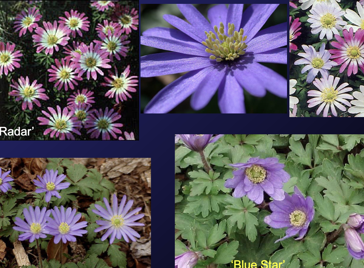 <p><span style="background-color: transparent; font-family: "Times New Roman", serif;"><strong><em>Anemone blanda</em></strong></span></p>