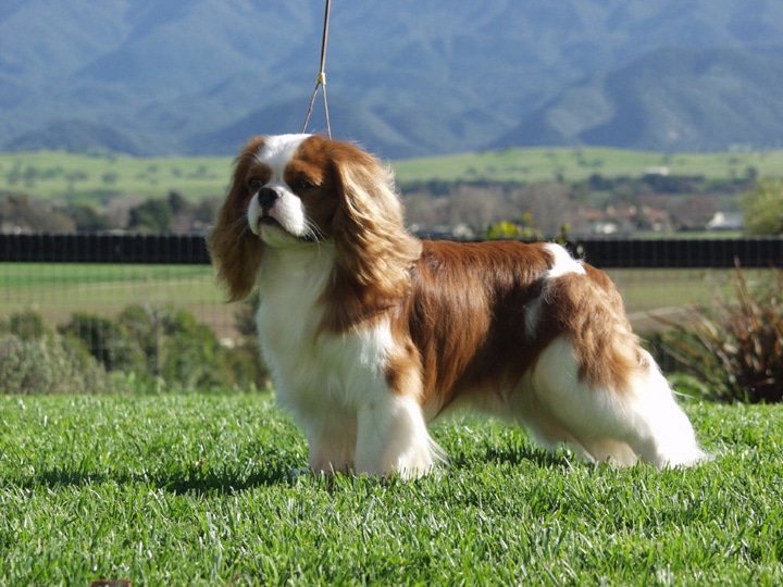<p>Cavalier King Charles Spaniel</p>