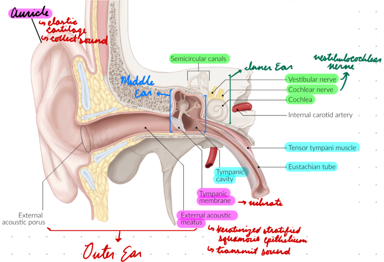 <p>Middle portion</p><ul><li><p>Internal to tympanic membrane + external to oval window</p></li></ul><p>Contains:</p><ul><li><p>Tympanic cavity</p></li><li><p>Ossicles</p></li><li><p>Windows</p></li><li><p>Skeletal muscles</p></li><li><p>Mastoid process</p></li><li><p>Eustachian tube</p></li></ul><p></p>