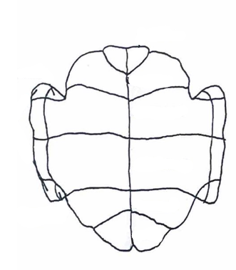 <p>What side of the turtle shell is this, and what is it called?</p>