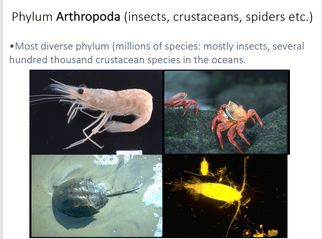 <p>describe the phylum Arthropoda (insects, crustaceans and spiders)</p>