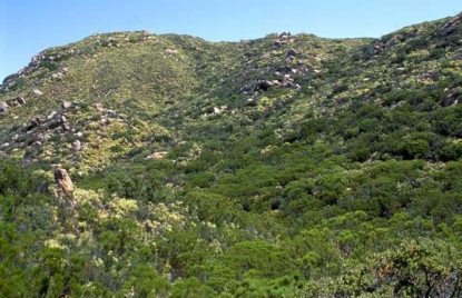 <p>Chaparral biomes (mediterranean shrubland)</p>