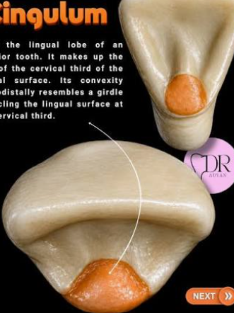 <p>lingual lobe of anterior tooth</p>
