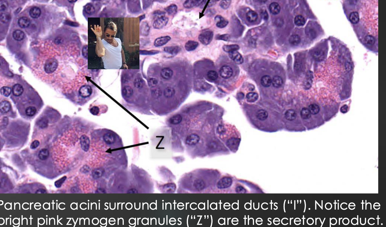 <p>Merocrine glands (merely secrete)</p><p>salivary glands </p><p>pancreatic glands </p><p>eccrine glands (paw pad sweat)</p>