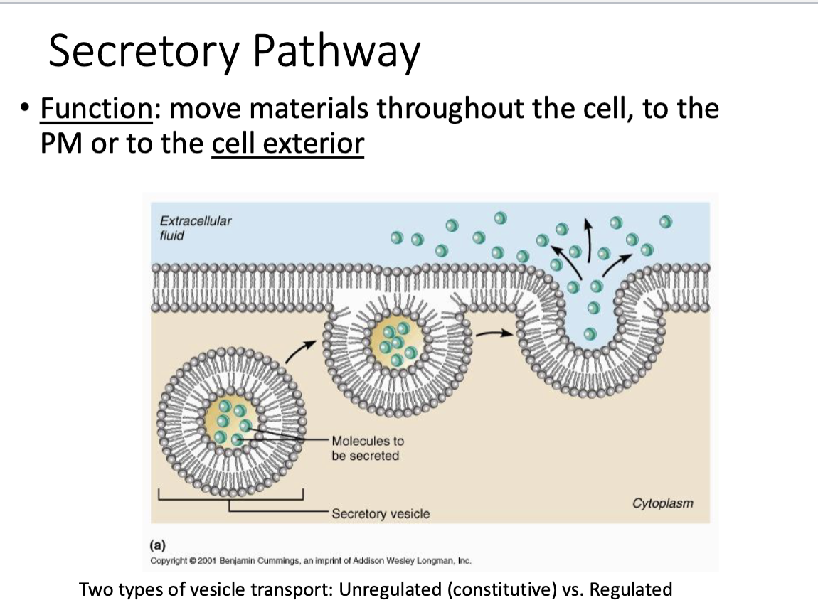 <ul><li><p>Function: move materials throughout cell to the plasma membrane or to the cell exterior </p></li></ul><p></p>