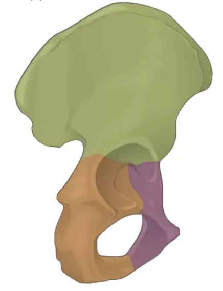 <p>Identify this bone</p>