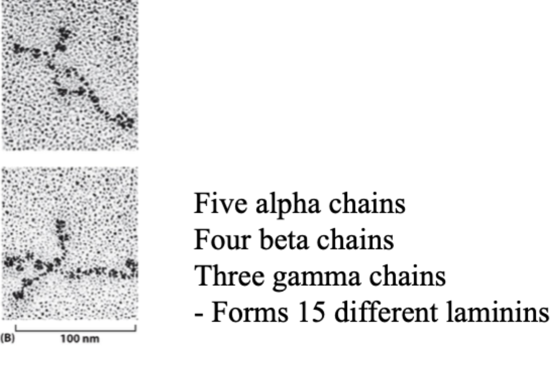 <p>Fordi forskellige α-, β- og γ-kæder kan kombineres på flere måder og danne forskellige <strong>laminin-isoformer</strong>.</p>