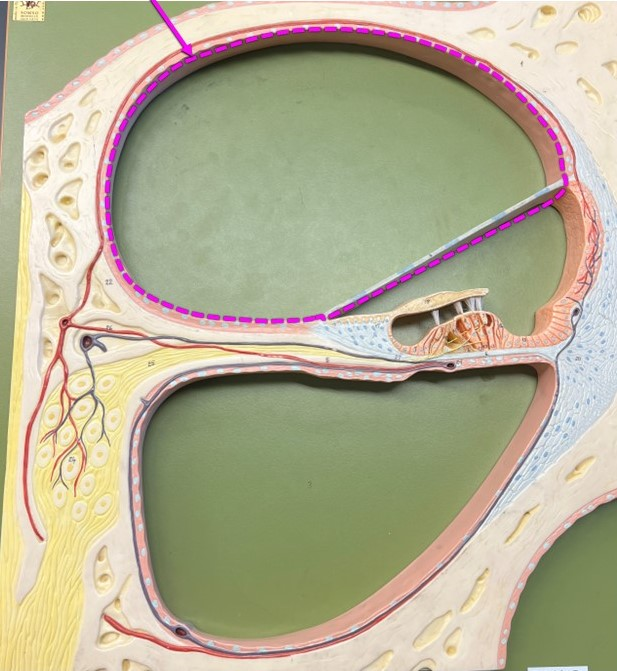 <p>identify the outlined region in the image</p>