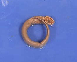 <p>What Kingdom, Phylum, Subphylum and Class are these found in?</p>