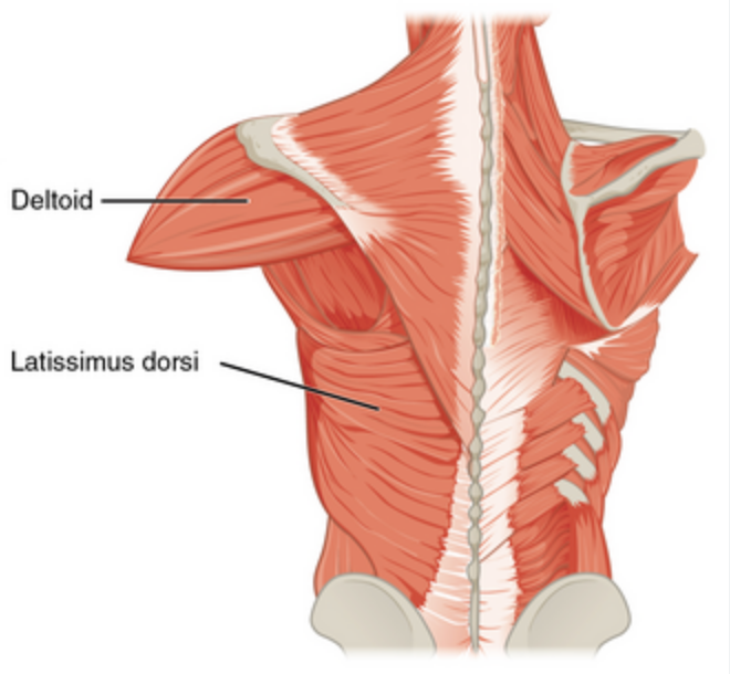 <p>deltoid</p>