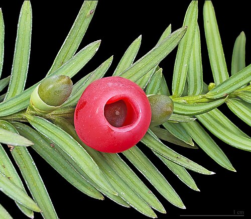 <p>Cis pospolity</p><p>Taxus baccata</p>